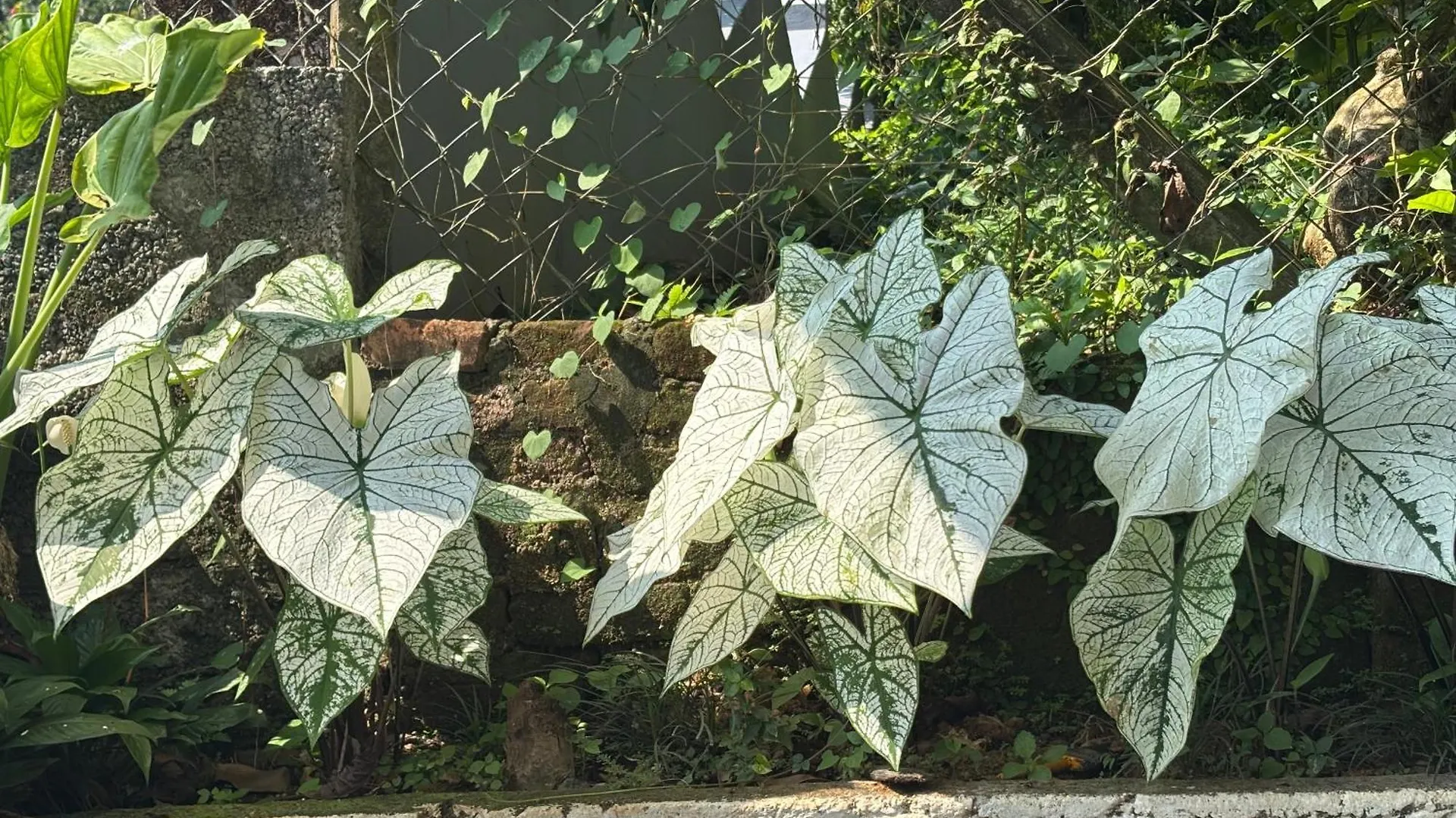 Prauvilla Homestay Padinjarathara Dom wakacyjny